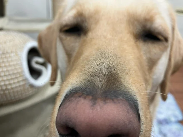 .
みなさんのお力添えでnoteで不定期連載中の「介助犬ライカ！」のビュー数が増えています！
ありがとうございます！
さらに多くの方に読んで頂きたいので、是非沢山の方にご紹介下さい。
https://note.com/jsda/m/mc6e28f72dc96