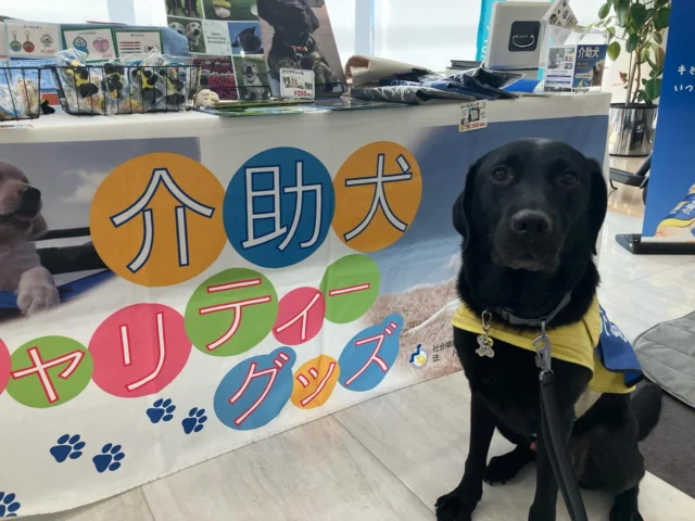 .
本日、にじいろフェスタ出展中！
📍 ネッツトヨタ中部株式会社 プラザ豊田

🐾 デモンストレーション
⏰ 11:45〜 / 14:45〜

15:30頃まで
PR犬ピトがお待ちしてます♪

👶 お子様スペースもあります♪
❄️ 涼みに来てください〜！

#日本介助犬協会 #シンシアの丘
#介助犬 #ピトまる