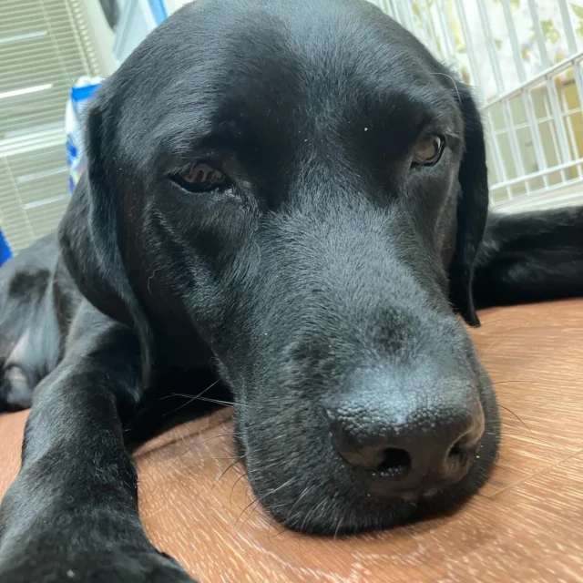 .
🐾本日は見学会開催日でした🐾

ご参加いただいた皆さま、ありがとうございました！

次回の見学会は…
📅【10月4日(土) 14:00〜16:00】
📍事前予約制

お申し込みはこちらから👇
 https://s-dog.jp/archives/tour/4063

#介助犬 #見学会 #シンシアの丘