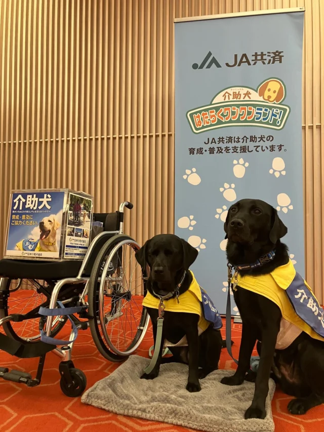 .
JA愛知北様主催
「ガンバレ！介助犬！JA共済はたらくワンワンランド！」

本日はワカバとピトが伺いました🐾
2日間ありがとうございました！

#介助犬 #JA共済 #ワンワンランド
#日本介助犬協会 #シンシアの丘