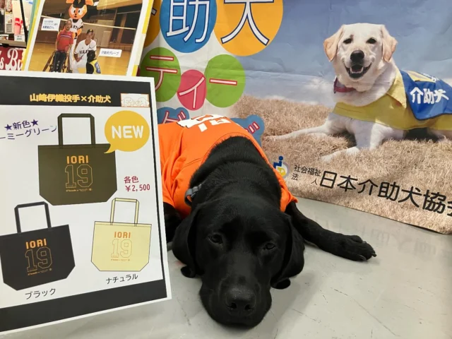 .
本日東京ドーム内にてブース出展しております✨
本日の出展場所は1階三塁側コンコースにおじゃましております🐾
※出展時間は試合開始までとなります！

ぜひみなさん遊びに来てください♪♪

#介助犬
#東京ドーム
#プリンス