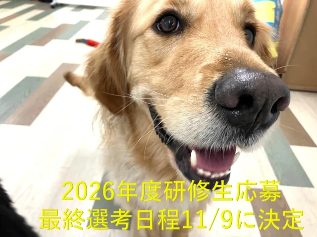 2026年度研修生募集の最終選考の日程が11/9（日）に決まりました！応募を検討されている方はお急ぎ下さい。募集要項やQ&Aなど詳細はHPをご確認ください。

#日本介助犬協会
#一緒に働く仲間を募集
#日本介助犬協会は今年30周年
#介助犬トレーナー
#デモンストレーター
#動物介在活動#DI犬ハンドラー
#付添犬ハンドラー
