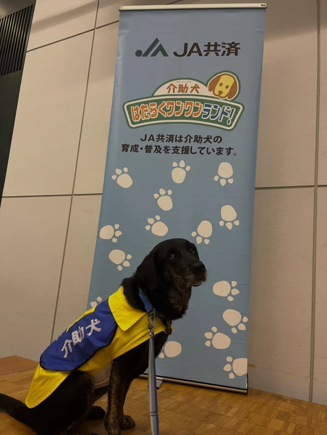 .
10/4 JA共済連千葉様主催
「ガンバレ！介助犬！ＪＡ共済はたらくワンワンランド！」

かずさアカデミアホールにて講演させていただいきました！
リンゴにたくさんの拍手ありがとうございました🍎✨

☆お知らせ
10/18 アートホテル成田にて
ワンワンランド開催予定です、ぜひ遊びにきてください🐕‍🦺
お待ちしております！

#日本介助犬協会 #ワンワンランド #ja共済
