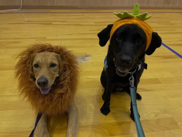 🦁
10月のDog Intervention®活動（犬による介入）には
仮装した犬たちが参加するらしい🎃👻

Dog Intervention®活動についてはこちら
https://s-dog.jp/works/dog-Intervention

#パル #バディ
#日本介助犬協会 #シンシアの丘 #介助犬 
#DI®︎ #動物介在活動