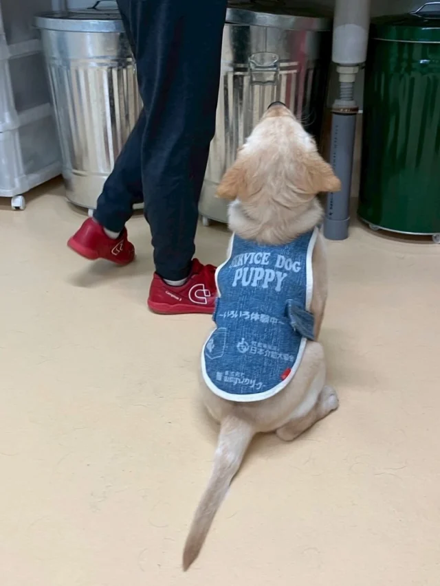 🌼
最前列でごはん待ち🍽️🐶

#日本介助犬協会 #シンシアの丘 
#パピー