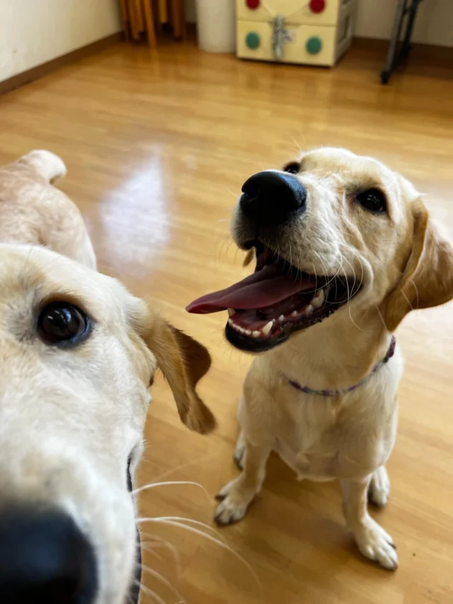 🐶

元気いっぱい！

#ブリス #ベリー
#日本介助犬協会 #シンシアの丘 #介助犬
#ハピー
