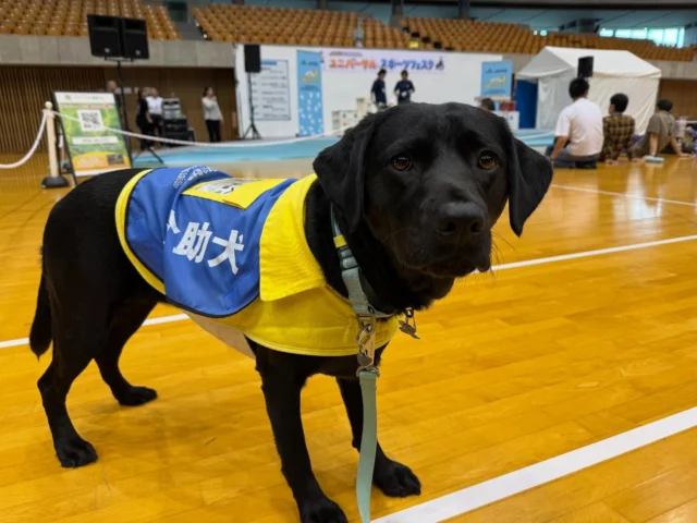 🐾
＼ガンバレ！介助犬！JA共済はたらくワンワンランド！／

JA共済 presents ユニバーサルスポーツフェスタ
ありがとうございました！！

#介助犬 #日本介助犬協会 #シンシアの丘 
#ワンワンランド #静岡イベント
#ピトまる #エリオ #ワカバ