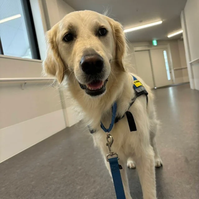 勤務犬ハク。ハンドラーさんに『クロス＆はんたい』を教えてもらいました❤️

#聖マリアンナ医科大学病院
#日本介助犬協会
#共同事業
#動物介在療法
#勤務犬#ハク
#ゴールデンレトリバー
#勤務犬同好会
#GivingCampaign2025#応援お願いします❤️