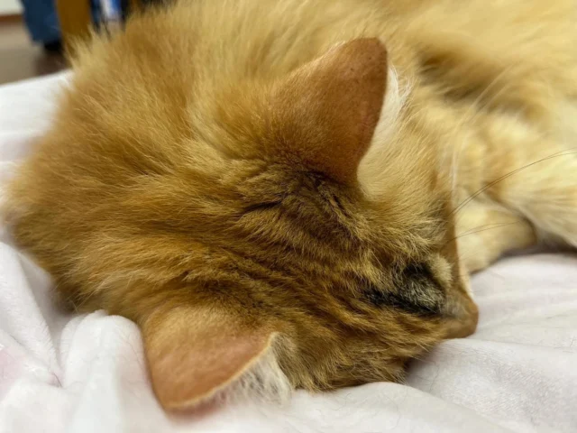 🐈
ねむねむのあさ💤💤

介助犬の訓練センターに猫…？
こちらから理由をチェック🐾
https://s-dog.jp/about-association/facility

#ジャック #シンシアの丘の猫 
#日本介助犬協会 #介助犬
