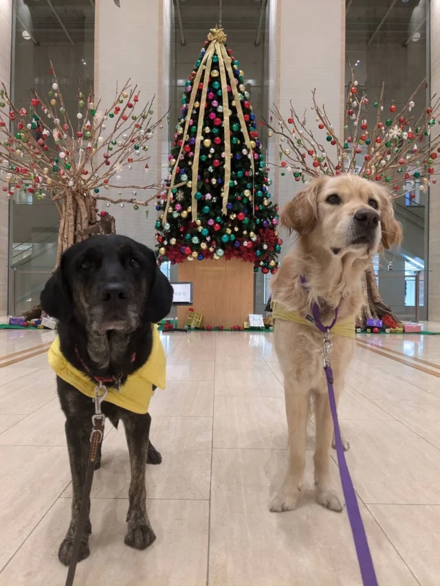 🎄
🐾イベント案内🐾
※写真は昨年の様子※

▶12月12日(金)
「第121回 クリスマスステップコンサート」
（会場：東京オペラシティ コンサートホール）

▶12月19日(金)
「第122回クリスマスステップコンサート」
（会場：ザ・シンフォニーホール）
PR犬とともに参加させていただきます🐶✨

住友不動産グループの皆さまには
長年にわたりご支援いただいており
当日も活動支援のための募金箱を設置くださいます。
本当にありがとうございます。

📅 応募締切：11月13日(木)17:00
※ご参加にはチケットが必要です
🔗詳細・応募はこちら
（東京）https://www.sumitomo-rd.co.jp/step_concert/tokyo/
（大阪）https://www.sumitomo-rd.co.jp/step_concert/osaka/

#日本介助犬協会 #介助犬 #PR犬 #住友不動産グループ #ステップコンサート #クリスマスイベント