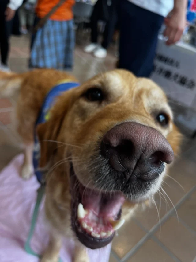 🐾
長久手市福祉まつり

多くの方がブースに遊びにきてくださいました！
ありがとうございました🐶✨

#日本介助犬協会 #介助犬 
#シンシアの丘 #長久手市 
#イベント #ブルーナ