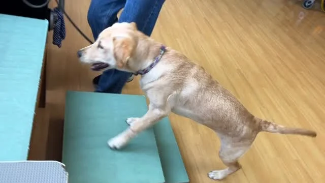 かいだん
れんしゅうちゅう
パピー🐶🐾

#ベリー #日本介助犬協会 #介助犬 
#シンシアの丘