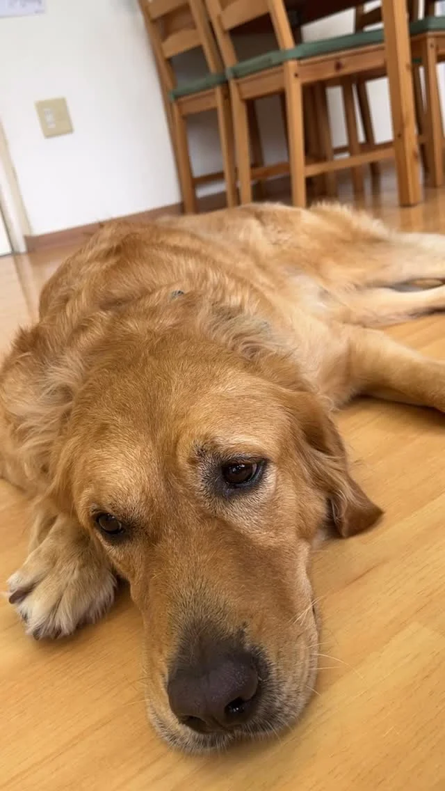 🐶
寝ようかなー
どうしようかなーーー

#日本介助犬協会 #介助犬
#シンシアの丘 #バディ