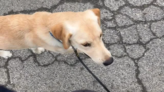 🐶
一緒にお散歩✨
ちゃんととまれるし
すわれるし
かけあしもできるよー！

#日本介助犬協会 #介助犬 
#シンシアの丘 #ブリス