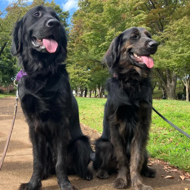 おはよう☀

#日本介助犬協会
#サクラ#セブン
#オーランド#パティ
#介助犬#DI犬#付添犬
#ラブラドールレトリバー
#ゴールデンレトリバー
#ミックス
#スタンダードプードル