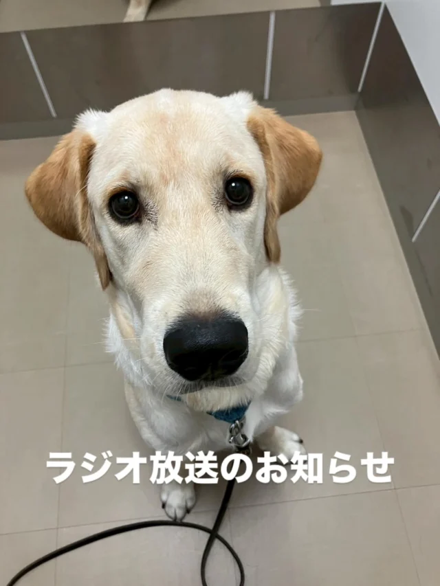 🐾
📻 ラジオ放送のお知らせ
文化放送「大竹まこと ゴールデンラジオ!」内の
コーナー「大竹発見伝~ザ・ゴールデンヒストリー~」にて、
当会の介助犬使用者の
これまで歩んでこられた人生についてなどが、
大竹まことさんのナレーションにて放送される予定です。
🗓 放送日:10月29日(水)、30日(木)
⏰ 番組全体:13:00〜15:30
  当該コーナー:14:00〜14:07頃
介助犬とともに歩む日々の背景にある思いや姿を
多くの方に知っていただける機会となれば幸いです。
ぜひお聴きください📻✨
#日本介助犬協会 #介助犬 #ゴールデンラジオ
#大竹まこと #大竹発見伝 
#シンシアの丘