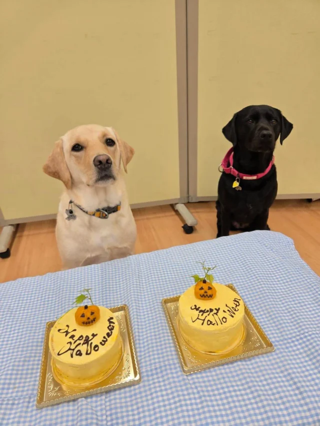 👻
あたしたちからも…
🎃Happy Halloween🎃
ボランティアさんが犬用の
ハロウィンケーキを届けてくださいました🍰🐾
みんなで仲良くハロウィン気分を満喫しました✨
#日本介助犬協会 #介助犬
#シンシアの丘
#ニキ #ワカバ #ハロウィン