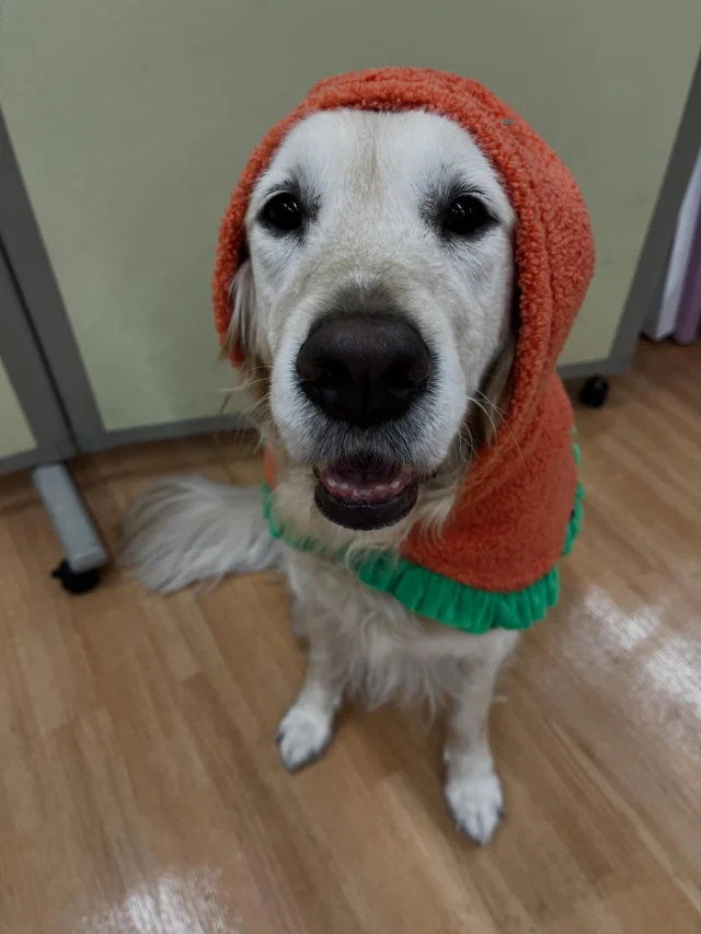 🎃
あたちからも
ハッピーハロウィン👻🎃
#日本介助犬協会 #介助犬
#シンシアの丘