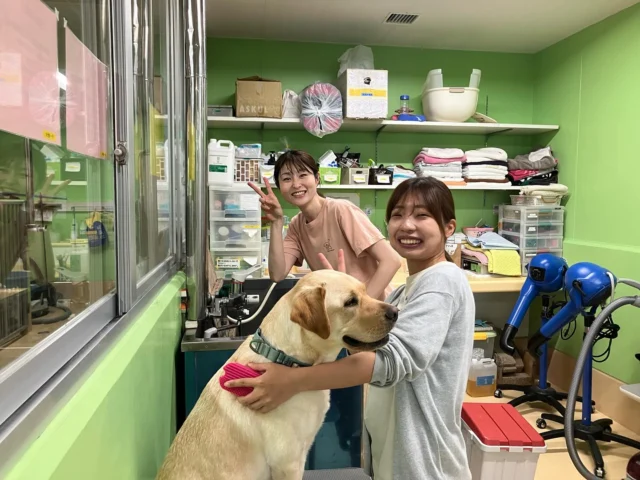 .
🐾一緒に働く仲間募集中🐾
現在、シンシアの丘では一緒に働く仲間を募集しています!
犬たちが生活をする、犬舎でのお仕事です。
それぞれの得意を活かして
みんなでサポートし合いながら
犬や猫たちに癒されながら
一緒にお仕事ができたら嬉しいです。
なんとなく、なんか良いかもと思ったら、
まずはお気軽にご連絡ください。
🐾詳細はホームページをご覧ください🐾
▼問い合わせ先
介助犬総合訓練センター
0561-64-1277
担当:遠藤、櫻井
#シンシアの丘 #介助犬 
#ラブラドール 
#仲間募集 #日本介助犬協会
