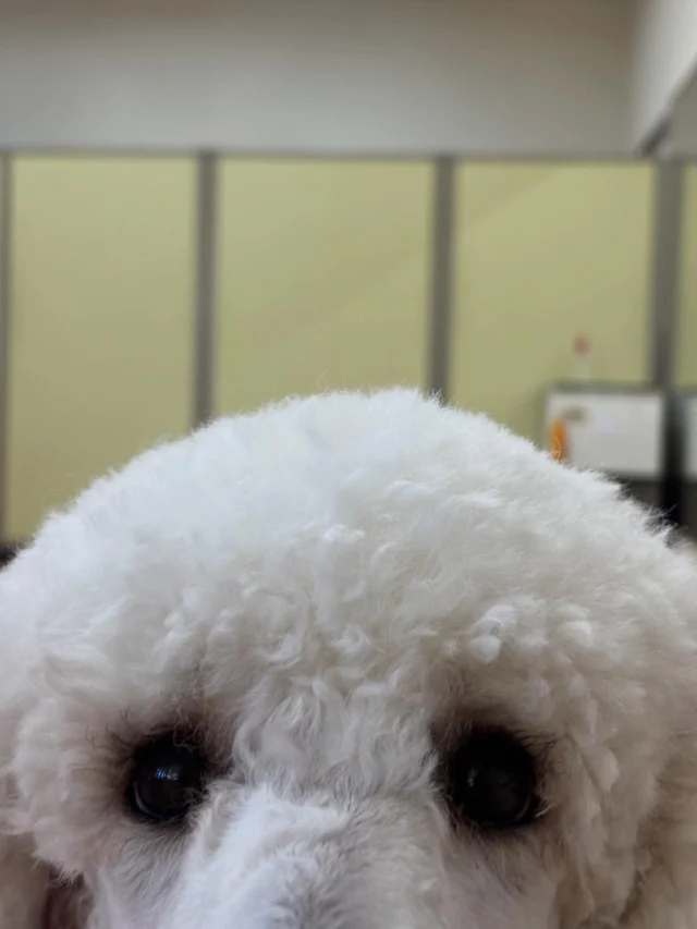 .
もこもこあたま🐾

#日本介助犬協会 #介助犬
#シンシアの丘