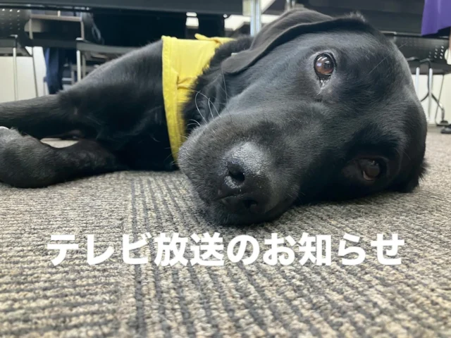 🐾
\テレビ放送のお知らせ/
「ひまわりネットワーク」
『ひまわりニュース&トピックス』 にて
当会のふるさと納税記者発表の様子が放送されます🐶✨
🗓 10月25日(土)〜31日(金)
📍 サービスエリア:豊田市・みよし市・長久手市
🎬 チャンネル:ひまわり12(地デジ12ch)
⏱主な放送予定時間
10/25(土) 19:45/22:30
10/26(日) 9:00/14:30/19:45/22:30
10/27(月) 9:00/14:30/19:45/21:45
10/28(火)〜31(金) 19:45/21:45
📱 『ひまわりアプリ』でも視聴できます!
▶ https://www.himawari.co.jp/service/app/
PR犬ピトが介助作業デモンストレーションをしている様子も少し映ります🐾
ぜひご覧ください🐶
#日本介助犬協会 #介助犬 #ひまわりネットワーク
#ふるさと納税 #シンシアの丘 #ピト