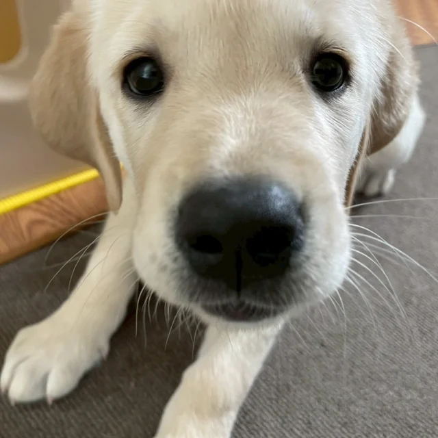 🐾

第17回 日本身体障害者補助犬学会 学術大会 開催のお知らせ

テーマ：
『多聞多識』～補助犬使用者の方々の経験に耳を傾ける～

 会期：2025年11月1日（土）〜11月30日（日）（予定）
開催方法：オンライン（オンデマンド）
会場：ネット上のみ（現地開催はありません）

👥 参加費：
・学会会員の方は無料
・非会員の方も、簡単なアンケートにご協力いただくことで無料参加可能です

🔗 詳細・参加はこちら
👉 https://jssdr.net/jssdr2025/￼

#介助犬 #日本介助犬協会
#補助犬学会