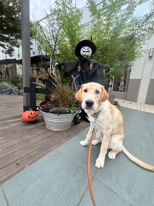 🐈⬛
🎃Happy Halloween🎃
ハロウィンのオブジェの前でパチリ📸✨
おやつもいいけどナデナデも希望🐾💛
『とりっく・おあ・とりーと!』
#日本介助犬協会 #介助犬
#シンシアの丘 #パピー #ハロウィン 
#アダン #ブリス #ベリー