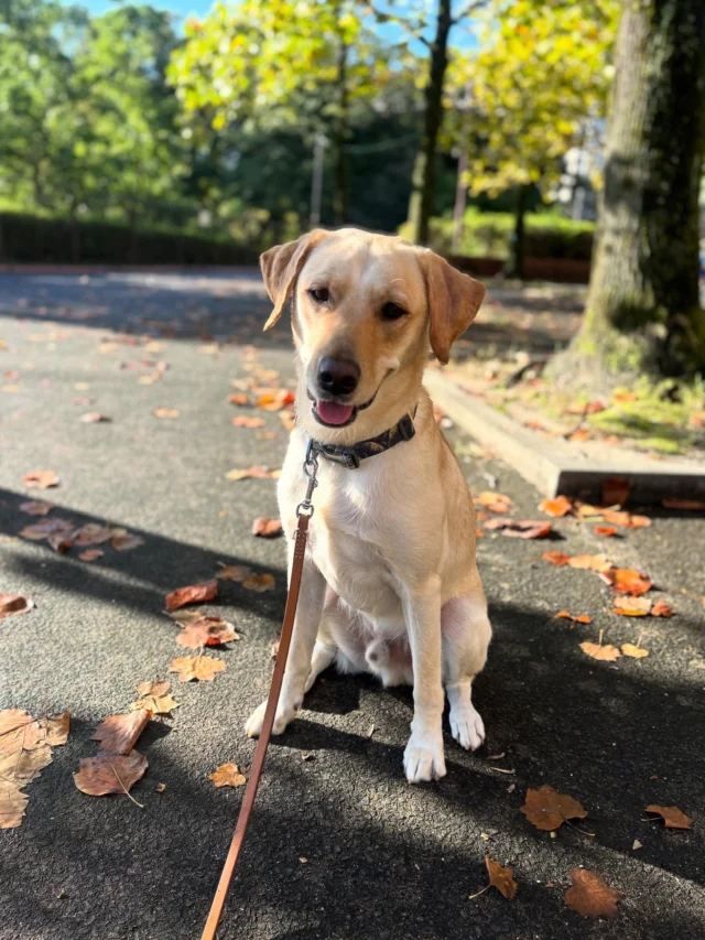 🐾

青空が気持ちいい
おさんぽ中に素敵な場所を見つけたよ🍁✨

秋っていいね♪

#介助犬 #日本介助犬協会
#ラムネ #シンシアの丘