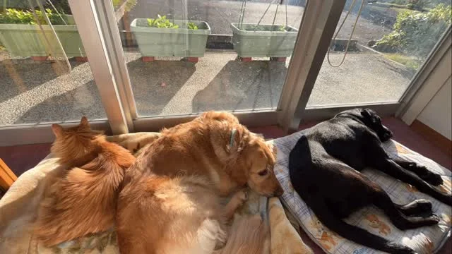 🐾
事務所日向ぼっこスポット
タイムラプス動画⏰

#日本介助犬協会 #介助犬
#シンシアの丘
#シンシアの丘の猫 
#ブルーナ #エリオ #ジャック