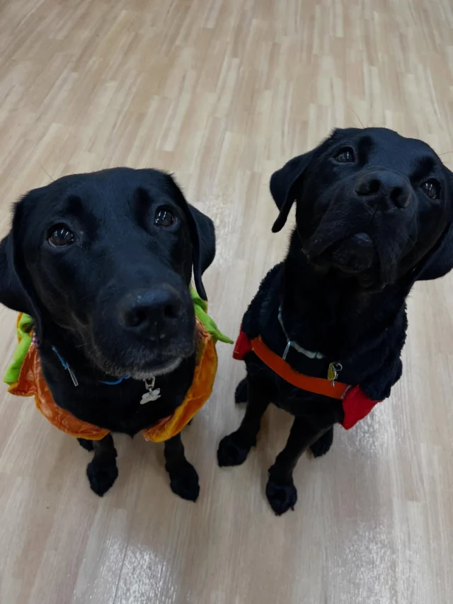 🐾 
\イベント情報/
第10回 JAくろべ農業祭」にて
ガンバレ!介助犬!JA共済 はたらくワンワンランド が開催されます🐶
🗓 11/2(日)
⏰ 10:00〜11:00頃
📍 JAくろべ本店構内
PR犬たちが介助犬のお仕事を紹介します🐶✨
ぜひ遊びに来てください♪
#日本介助犬協会 #介助犬 #PR犬
#JA共済 #ワンワンランド
#ピト #エリオ #イベント