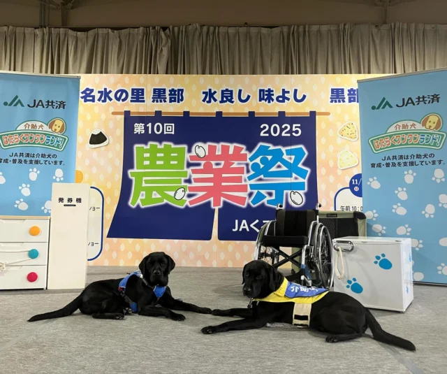 🐾
第10回JAくろべ農業祭
ガンバレ！介助犬！JA共済はたらくワンワンランド

たくさんの方にお越しいただきました✨
ありがとうございました☺️

ステージ下まで確認中のピトまる🐶

#介助犬 #JA共済 #ワンワンランド
#日本介助犬協会 #シンシアの丘
#ピト #エリオ