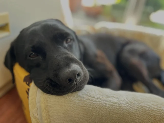 🐾

外は涼しくなってきたけど
事務所はポカポカだよぉ☀️🐶

#日本介助犬協会 #シンシアの丘
#介助犬 #エリオ