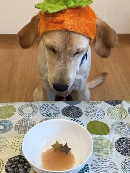 🐾

株式会社ピュアボックス様（@dotwan.jp）より
犬用おやつをいただきました🐶✨

みんなで大切にいただきます
ありがとうございます！

#日本介助犬協会 #介助犬
#シンシアの丘 #ピュアボックス