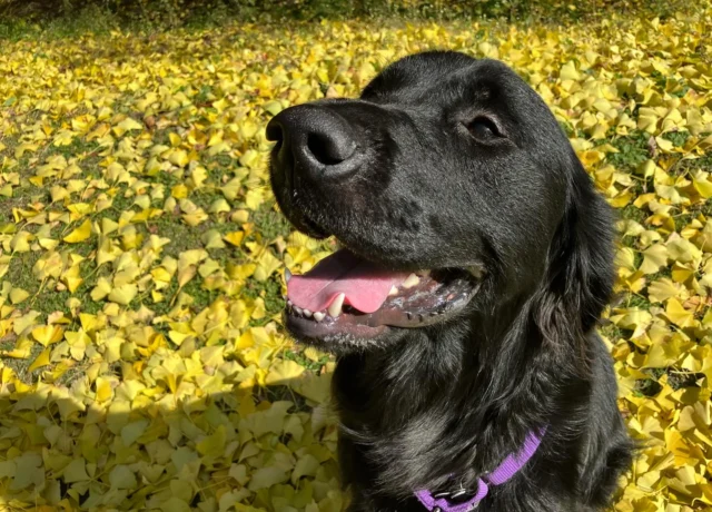 紅葉を満喫♪

#良い週末を
#セブン
#ラブラドールレトリバー
#ゴールデンレトリバー
#ミックス
#日本介助犬協会