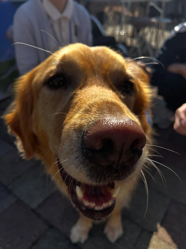 🐾
11月16日(日)
フォーキャストフェスタ

多くの方がブースに来てくださいました‼️
ありがとうございました♪

#日本介助犬協会 #介助犬
#シンシアの丘 #イベント
#ブルーナ #マヤ