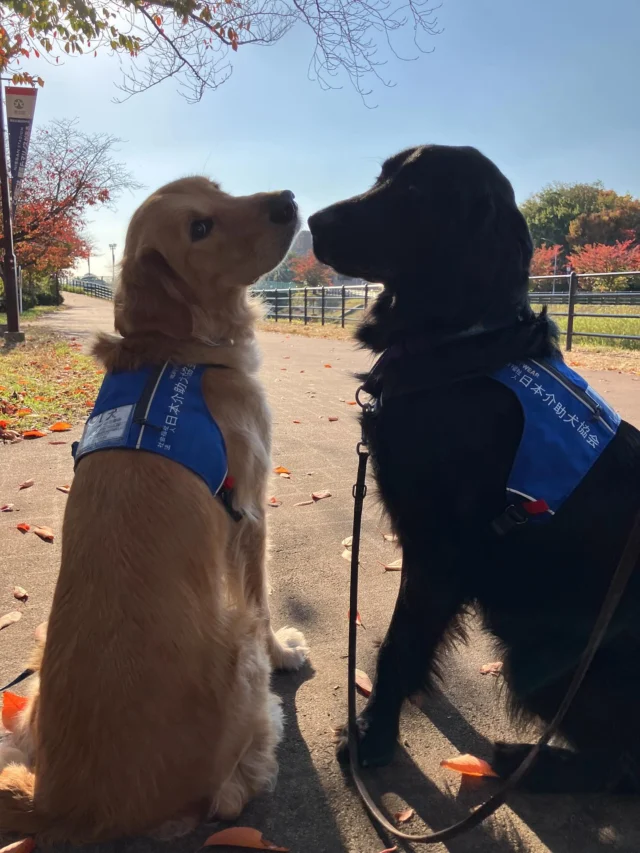 写真撮影🍁RUFFWEAR(ラフウェア)さまに作っていただいたケープをつけて♪散歩も気持ちいい♪♪

#日本介助犬協会
#DI活動#動物介在活動#動物介在療法
#RUFFWEAR#ラフウェア