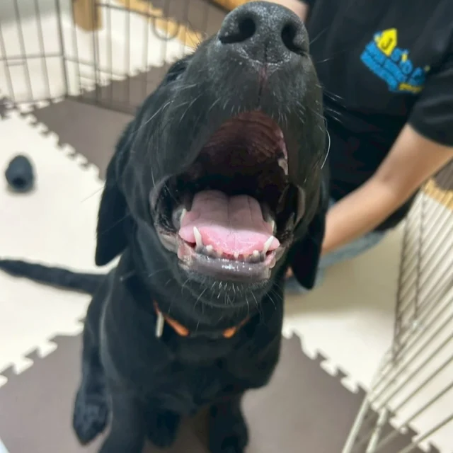 おはよう☀️

#日本介助犬協会
#シンシアの丘
#パピー