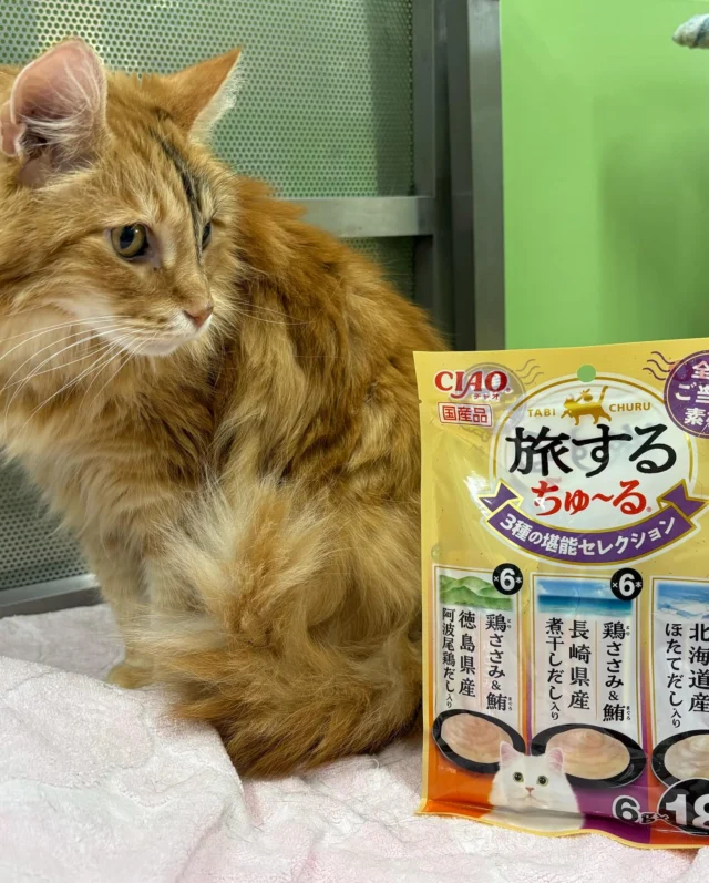 #amazon欲しいものリスト より、猫用ちゅ〜る、コットンボーループが届きました！
大切に使わせていただきます🍁
ありがとうございました！

#シンシアの丘 #日本介助犬協会 #介助犬