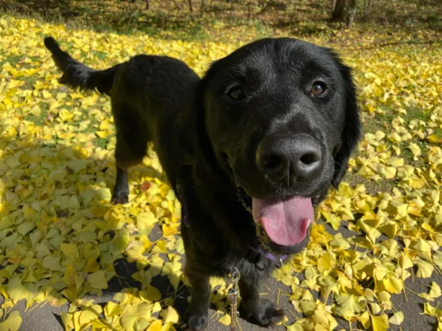 おはよう☀

#セブン
#ラブラドールレトリバー
#ゴールデンレトリバー
#ミックス
#日本介助犬協会