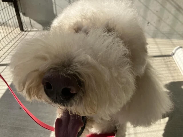 だーれだ❤️
２代目勤務犬モリスが会いに来てくれました♪

#日本介助犬協会
#聖マリアンナ医科大学病院
#共同事業#勤務犬
#動物介在療法#動物介在活動
#モリス#パティ
#セブン#サクラ
#スタンダードプードル
#ラブゴールデンミックス