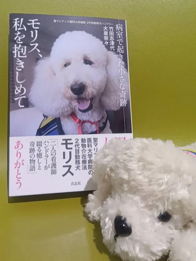 聖マリアンナ医科大学病院の２代目勤務犬モリスの本が出版されました❤️ 

モリスは日本介助犬協会から貸与し、看護師のハンドラーさん２人にハンドラー研修を行いペア認定しています。聖マリ×JSDA共同事業として初代勤務犬ミカからはじまり、今は３代目勤務犬ハクへと引き継がれています。

ハンドラー2人のあたたかくて強くて優しい想いが沢山詰まっている一冊です。ぜひ読んでみて下さい。

#聖マリアンナ医科大学病院
#日本介助犬協会
#共同事業#勤務犬
#動物介在療法
#モリスは引退して今はハンドラーさんの家で変わらず元気に暮らしています❤️