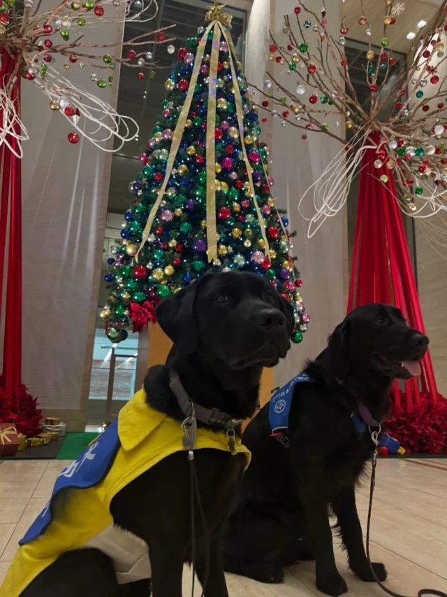 .
今年もクリスマスステップコンサートに募金活動に行ってきました。
多くの方が寄ってくださり、犬たちも楽しんでいました。
キラキラ輝くクリスマスツリーは気分が上がりますね♪

#ステップコンサート 
#日本介助犬
#プリンス 
#セブン 
#わかば