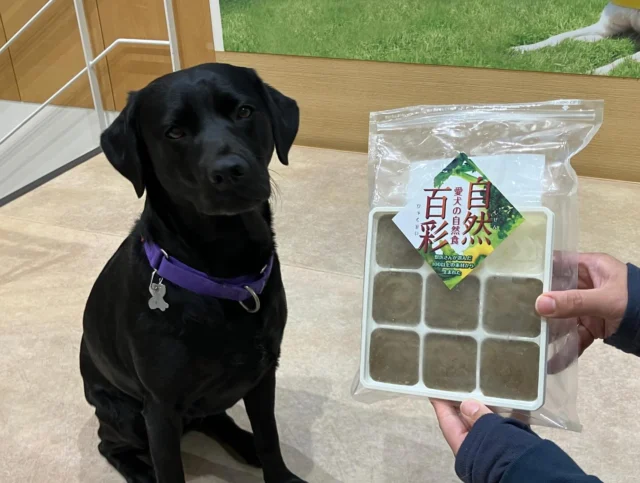 有限会社ミルキーコーポレーション様より定期的に「自然百彩」をご寄付いただいています。「自然百彩」とは、旬の有機野菜を中心に100種類以上もの素材を使った栄養補完食です。野菜、豆類、海藻類などの素材をバランスよくミックスして消化しやすい様にパテ状に加工している高品質な栄養補完食です。当会の犬たちはごはんと一緒にあげています。みんな美味しそうに食べ、元気に過ごしています！詳しくはこちらからご覧ください！
https://shizenhyakusai.info/
shizenhyakusai.net

#ミルキーコーポレーション
#自然百彩
#日本介助犬協会