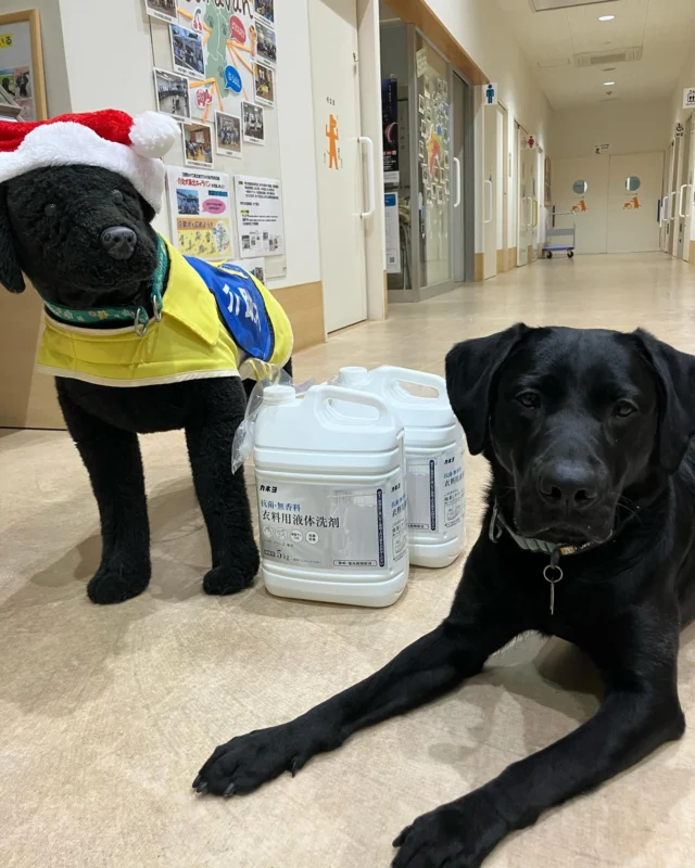 Amazon欲しいものリストより、洗濯洗剤、猫のチャオチュールが届きました！
洗剤は犬たちのグルーミングタオルや敷物など、毎日洗濯する時に使います。
猫たちはチャオチュールが大好きです。
どちらも大切に使わせていただきます。ありがとうございました。

#日本介助犬協会
#シンシアの丘
#Amazon欲しいものリスト
#ご寄付ありがとうございます