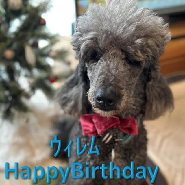 ウィレムは昨日で6歳になりました❤️お誕生日おめでとう。

#日本介助犬協会
#スタンダードプードル
#DI犬#付添犬
#withyouプロジェクト
#みんなちがってみんないい