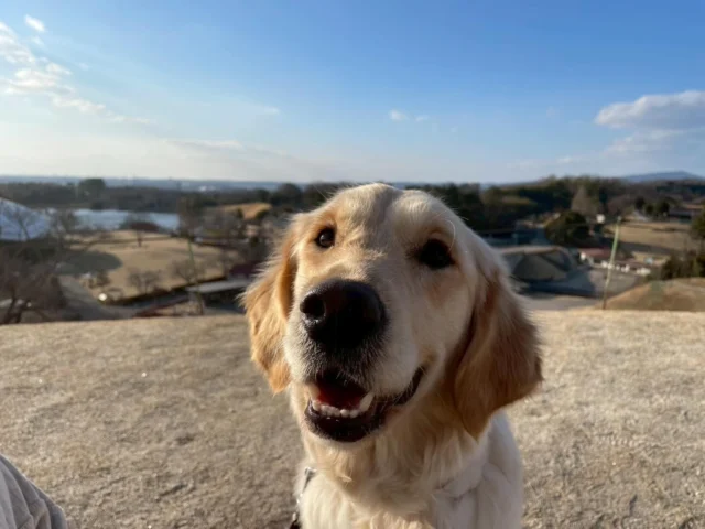 🐾

＼講演のお知らせ／

第41回愛知県看護学会
市民公開講座
やさしく楽しい未来を目指して～介助犬と暮らす～

日時：12月13日（土）14時～15時
会場：愛知県看護協会1階リボンホール
 　　 名古屋市北区大曽根３丁目17番20号
参加費　：無料
参加方法：当日会場へ直接お越しください。

介助犬の役割紹介や、PR犬による介助作業デモンストレーションを実施します。さらに、実際に介助犬と暮らしている方のお話も聞ける内容です。

ぜひご参加ください♪

チラシ・詳細はこちらから
https://www.aichi-kangokyokai.or.jp/smarts/index/30/

#日本介助犬協会 #シンシアの丘
#市民公開講座 #愛知県看護協会