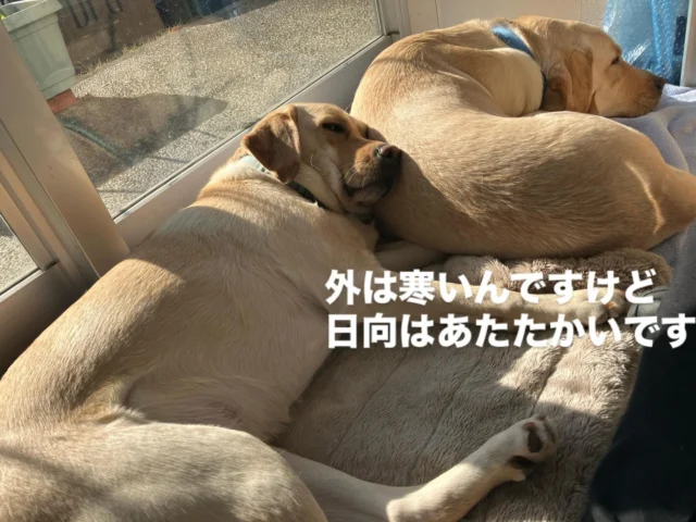 外は寒いんですけど
日向はあたたかいです