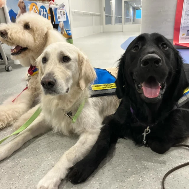 今日は聖マリアンナ医科大学病院のオープンホスピタルにお邪魔してきました♪ハクとモリスとセブンでハイチーズ❤️

#聖マリアンナ医科大学病院
#日本介助犬協会
#共同事業#勤務犬
#２代目勤務犬モリス
#３代目勤務犬ハク
#訓練犬セブン
#スタンダードプードル
#ゴールデンレトリバー
#ミックス