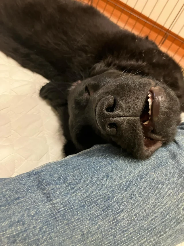 .
遊び疲れて爆睡💤コーディー
.
#コーディー🇦🇺
#パピー#puppy
#介助犬#DI犬#日本介助犬協会
#dogintervention#withyouプロジェクト