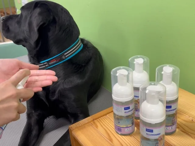 .
ビルバックジャパン様より、シャンプーや保湿剤などのケア用品を定期的にご寄付いただいています。
シャンプーは敏感肌用や乾燥肌用といった様々な種類があり、それぞれ皮膚の状態に合った物が使用できます。
おかげ様で犬たちは良い皮膚の状態を保つことができてい
ます♪
また、泡状のウォーターレスシャンプーは日ごろから訓練に行く前後に使用し、いつも清潔な状態で過ごす事が出来ています。

これからも健康な肌で過ごせる様、今後も大切に使用させていただきたいと思います！

ビルバックジャパン様の商品はシャンプー以外のケア用品の他にもフード等、様々ありますので是非オンラインショップをご覧ください！

#ビルバックジャパン #介助犬 #犬のケアグッズ